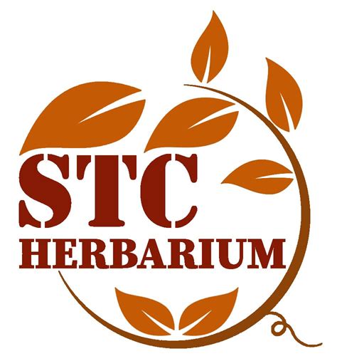 Asteraceae – STC Herbarium