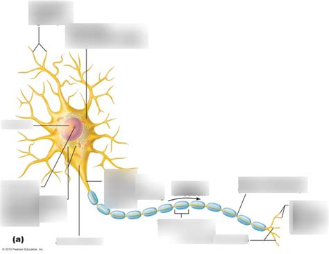 Labelling a Neuron 的图像结果