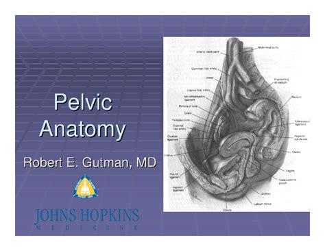 Pelvic Anatomy For Resident - Pelvic Pelvic Anatomy Anatomy Robert E ...