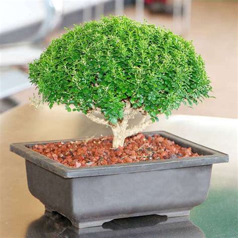 Buy Bonsai Plants online from Nurserylive at lowest price.