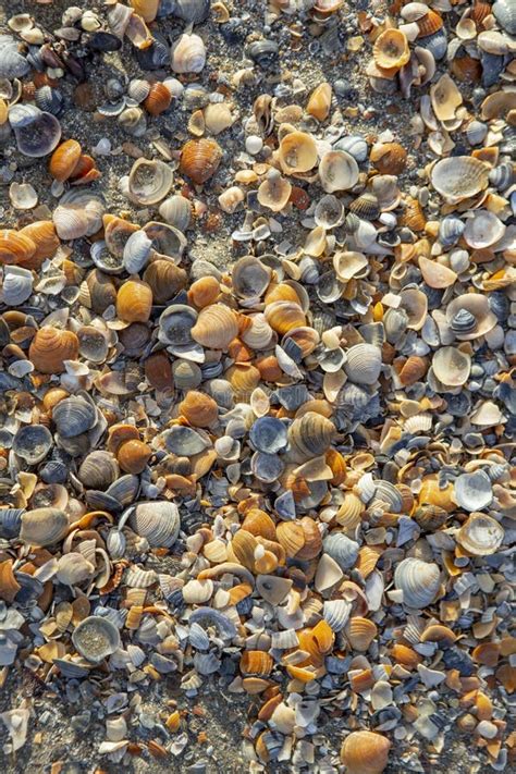 Image result for Hard Sea Shells