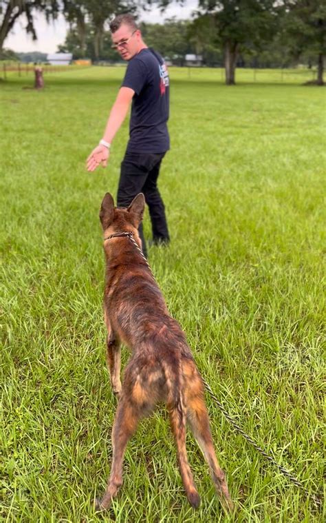 Image result for Dog Learning