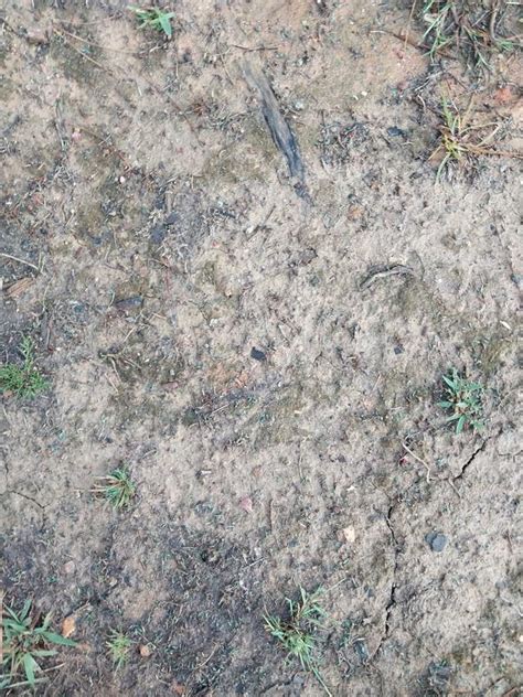 Pennington Kentucky 31 40-lb Tall Fescue Grass Seed 2149602064 at Lowes.com