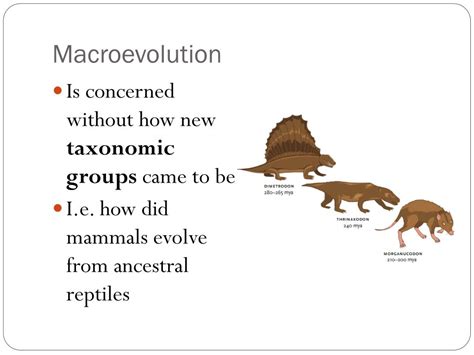 Image result for Macroevolution Controversy