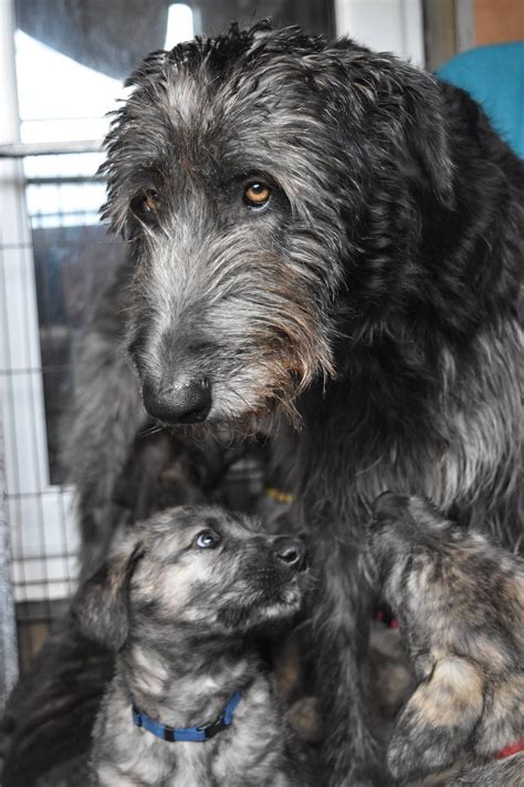 Blue Irish Wolfhound Puppies