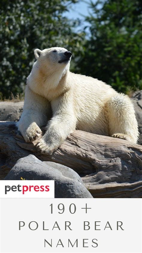 190+ Polar Bear Names: The Most Adorable Names for Baby Polar Bears