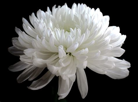 White Spider Mum Flower | Pinterest