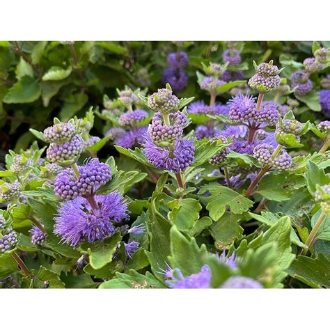 First Editions Blue Beard Flowering Shrub in 2-Gallon Pot O15122F at ...