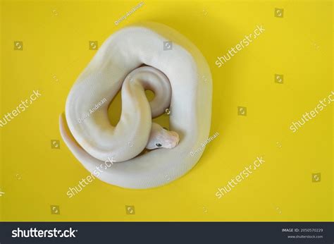 White Ball Python 的图像结果