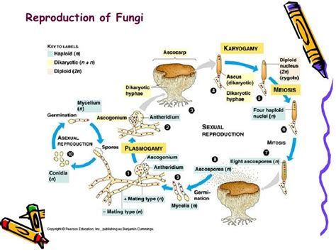 Image result for Fungi Reproduction