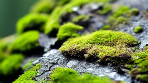 List of mosses | Major Genera & Species | Britannica