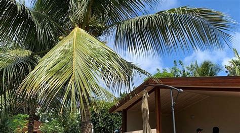 POUSADA FLOR DE NORONHA (Fernando de Noronha, Brazil) - Guesthouse ...