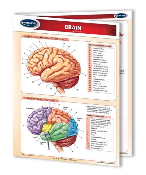 Buy Permacharts Brain - Human Brain Chart- 8.5" x 11" Laminated Medical ...