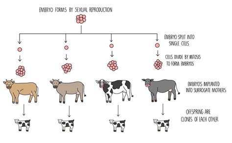 Cloning Reproduction 的图像结果
