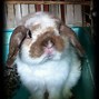 Image result for Siamese Sable Holland Lop