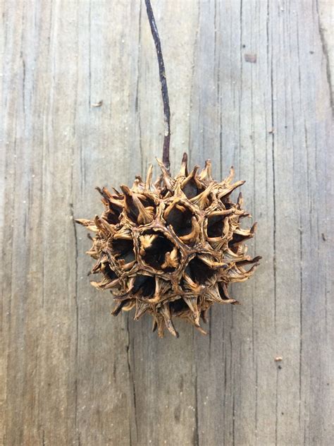 Sweet Gum Ball Crafts