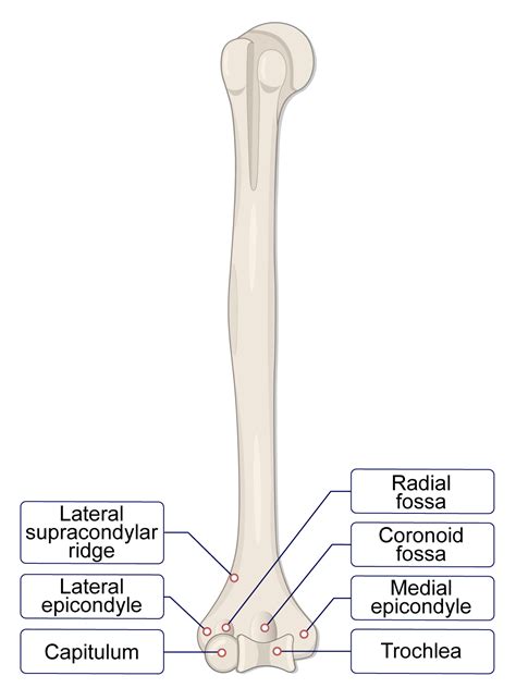 Humerus Bone (Lesson) - Human Bio Media