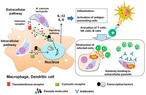 From Signaling Pathways to Distinct Immune Responses: Key Factors for ...