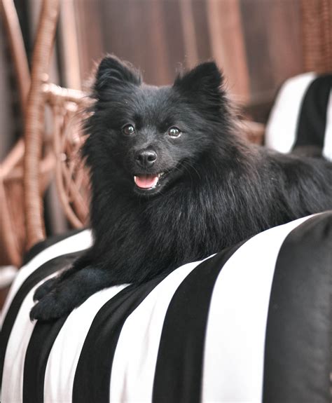 Black Pomeranian Wallpaper
