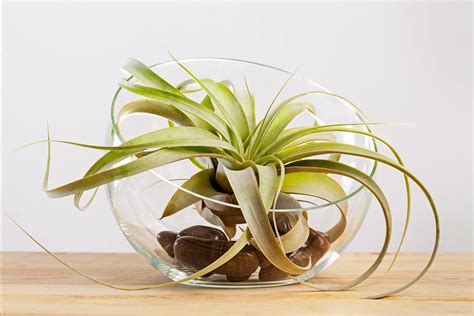 What Is an Air Plant and How To Care for It?