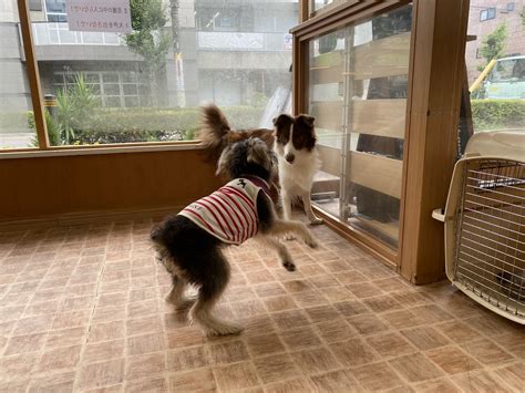 新入生 MOCOちゃん | さいたま市 犬のしつけ・犬の学校・ペットホテル|Minakuru