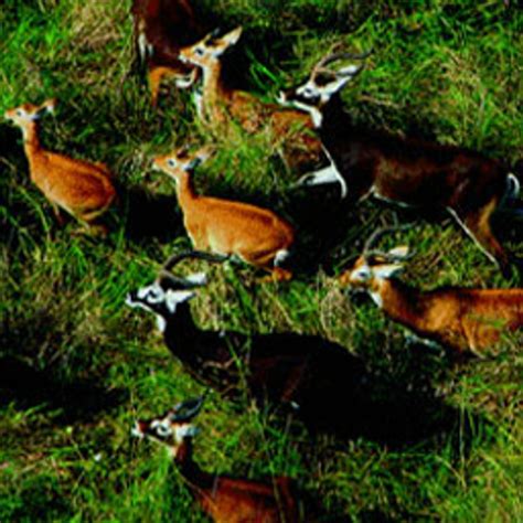 Great Migrations - WildTangent Games