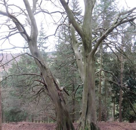 Image result for CBE Tree