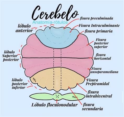 Cerebelo