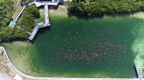 TECO’s Manatee Viewing Center sets ‘incredible’ new record for most manatees spotted | WFLA - where to see manatees near me