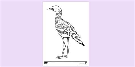 Curlew Colouring | Colouring Sheets