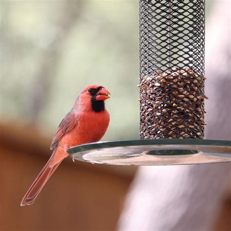 Cardinal Bird Feeders