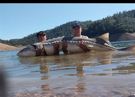 Flathead Lake Monster Sturgeon