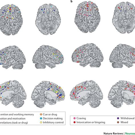 Image result for Prefrontal Cortex Addicted Brain