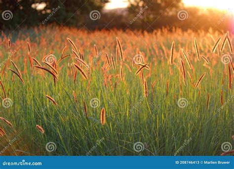 South African Grass Meadows Stock Image - Image of african, meadows ...