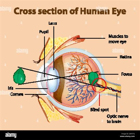 Diagram showing cross section of human eye illustration Stock Vector ...