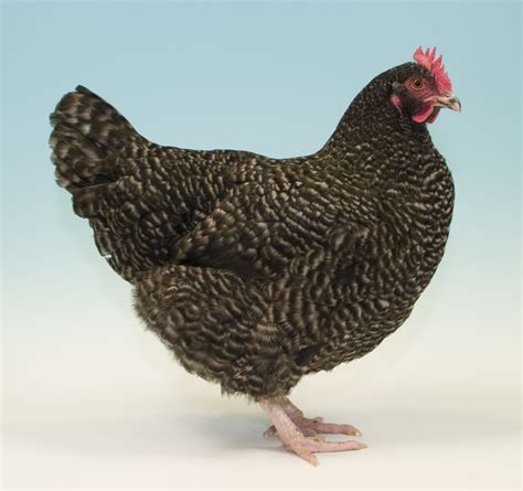 Cuckoo Maran Chicken