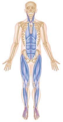 Image result for Anatomic Front Line