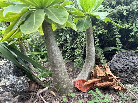Native Hawaiian Plants: My Plant ID Guide — noahawaii