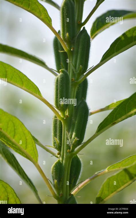 Image result for Sesame Seed Tree