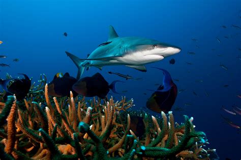 Beautiful Coral Reefs Sharks CoTa Global Shark Coral Reef Refrigerator