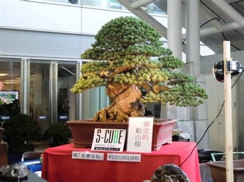 Top 15 Biggest Bonsai Trees In The World – Abana Homes