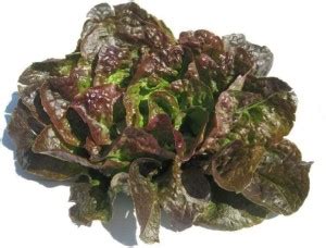 VibeX ® XLR-561 Bronze Mignonette Lettuce Butterhead Seeds Seed Price ...