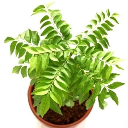 Buy Putranjiva Roxburghii, Lucky Bean Tree - Nursery Nisarga