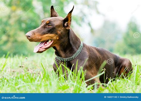 Lying Brown Doberman Pinscher Royalty-Free Stock Photo | CartoonDealer ...