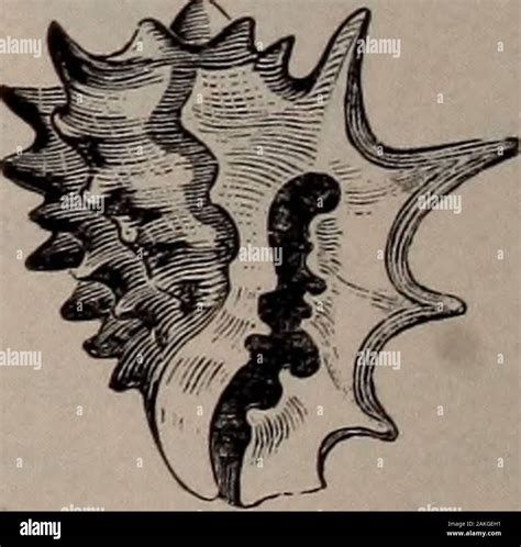 Image result for Cone Shell Types