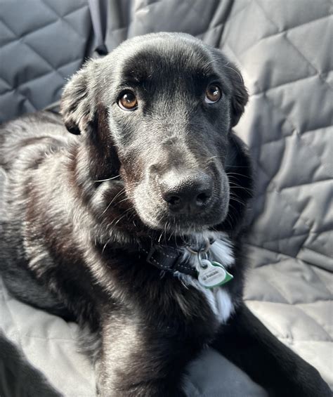 Border Collie Lab Mix