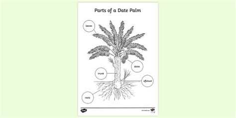 Date Palm Diagram Colouring Sheet | Colouring Sheets