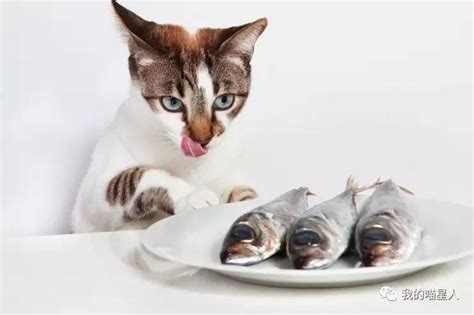 猫吃鱼为什么不怕卡刺？镜头放慢50倍，才是震撼的开始！_好看视频
