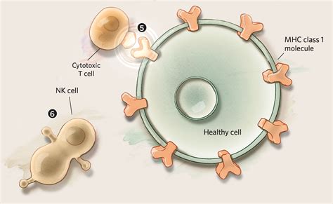Can Cancer Be Caused By Parasites at David Carstens blog