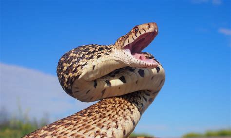 Colorado Garden Snakes: Identifying the Most Common Snakes in Your ...